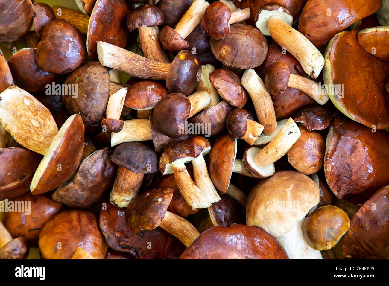 Freshly picked wild porcini mushrooms Stock Photo