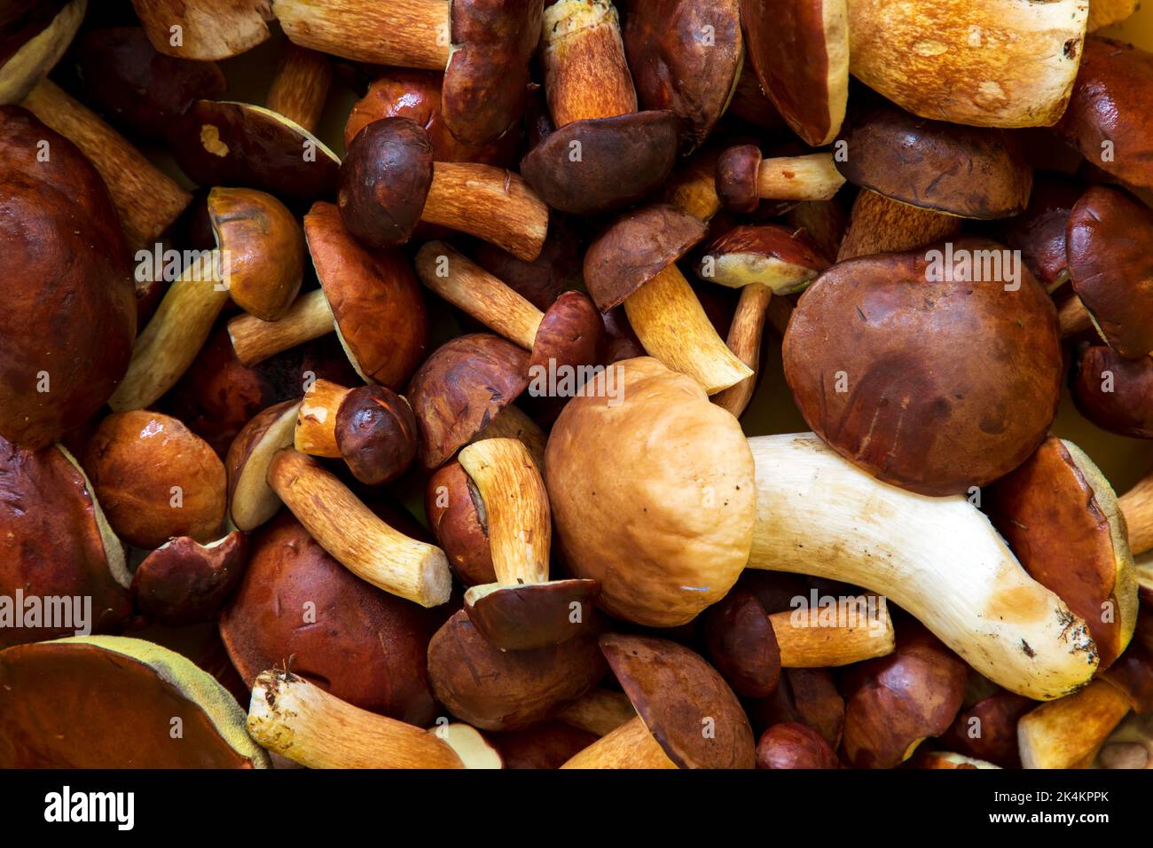 Freshly picked wild porcini mushrooms Stock Photo