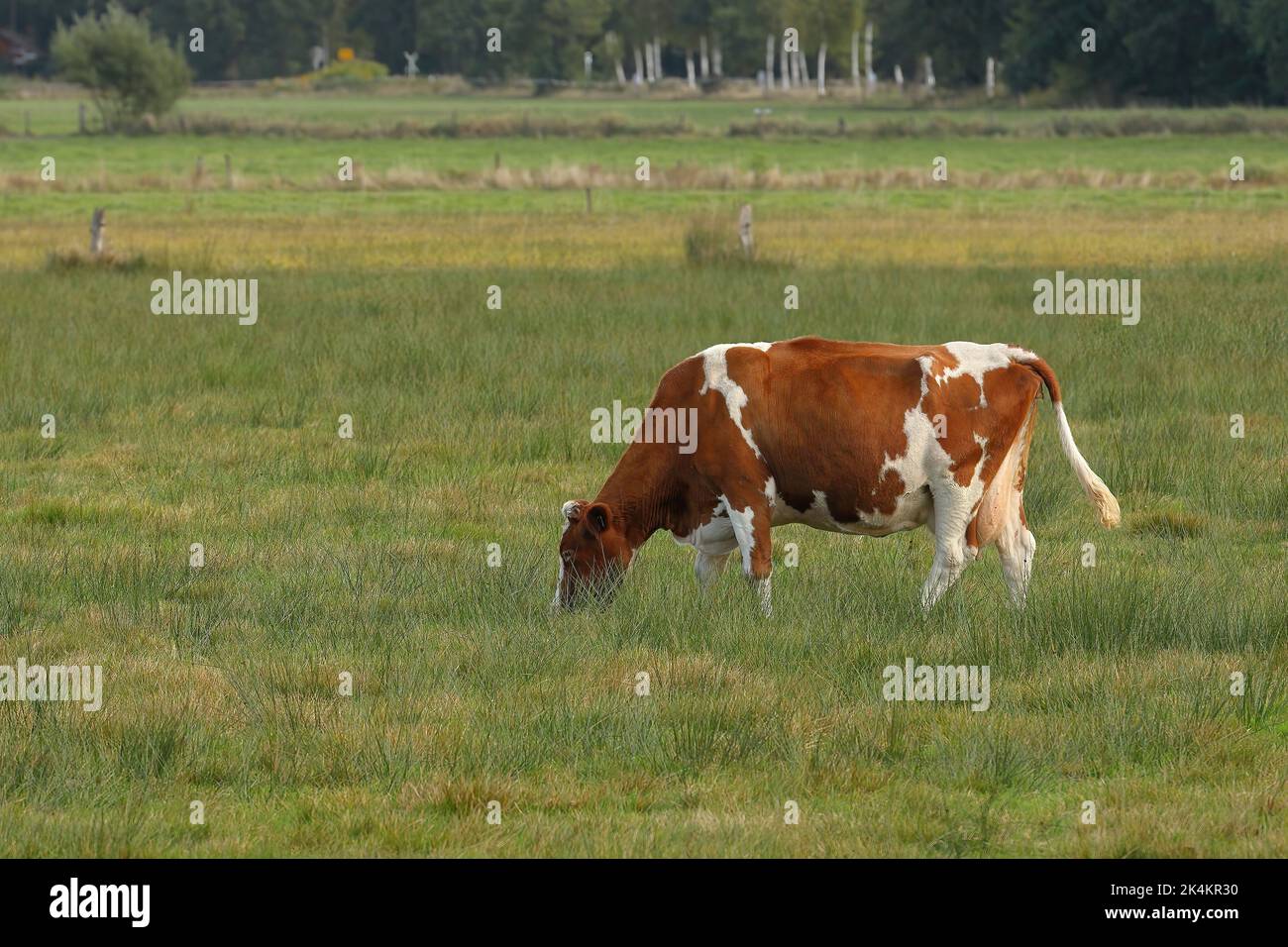 Close up of dairy cow hi-res stock photography and images - Alamy