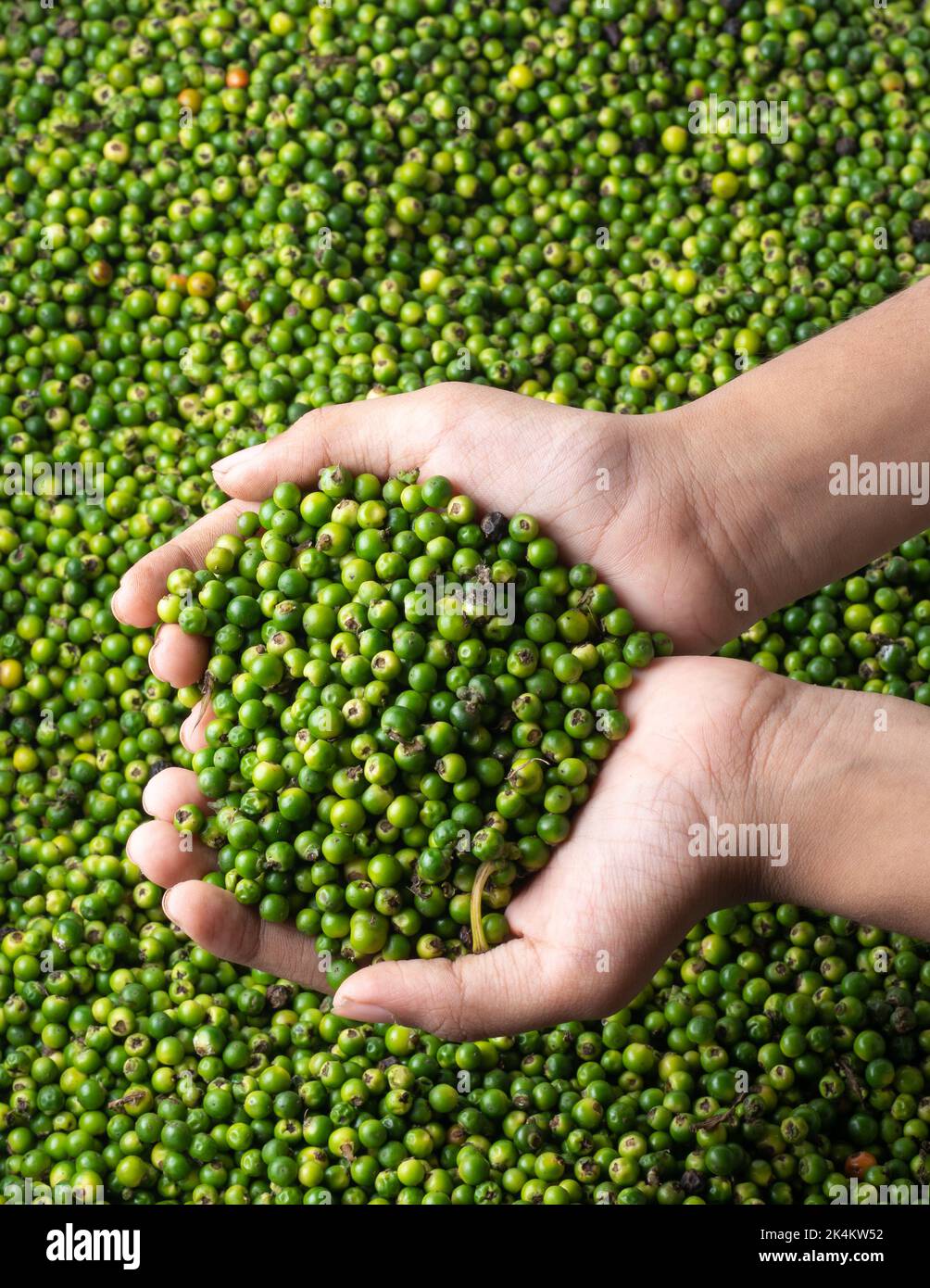 handful of green raw black peppercorns, pile of spicy and seasoning