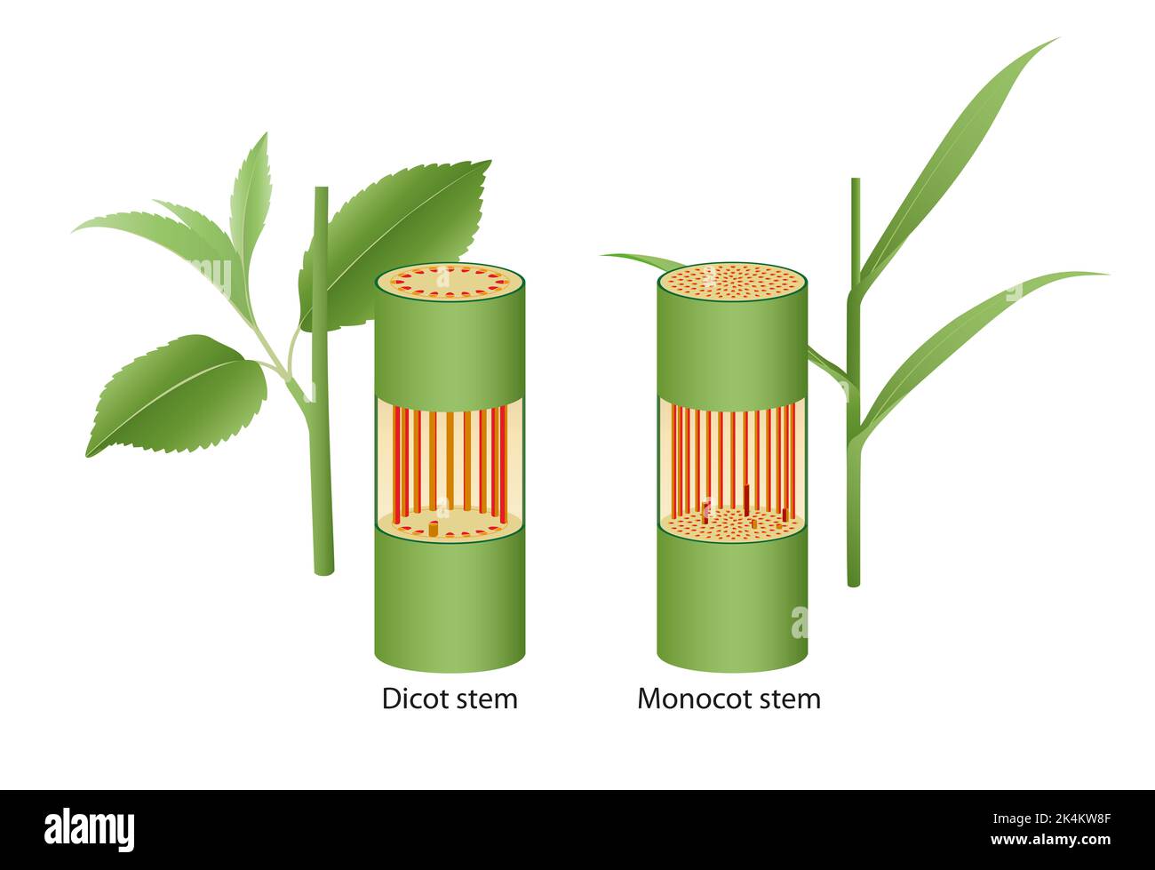 Internal structure of dicot and monocot stem Stock Photo