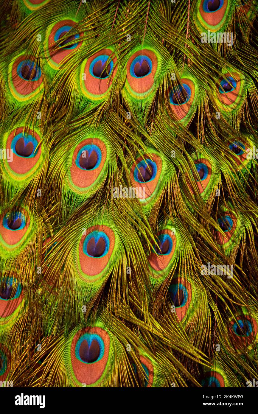 Closeup of peacock tail feathers Stock Photo