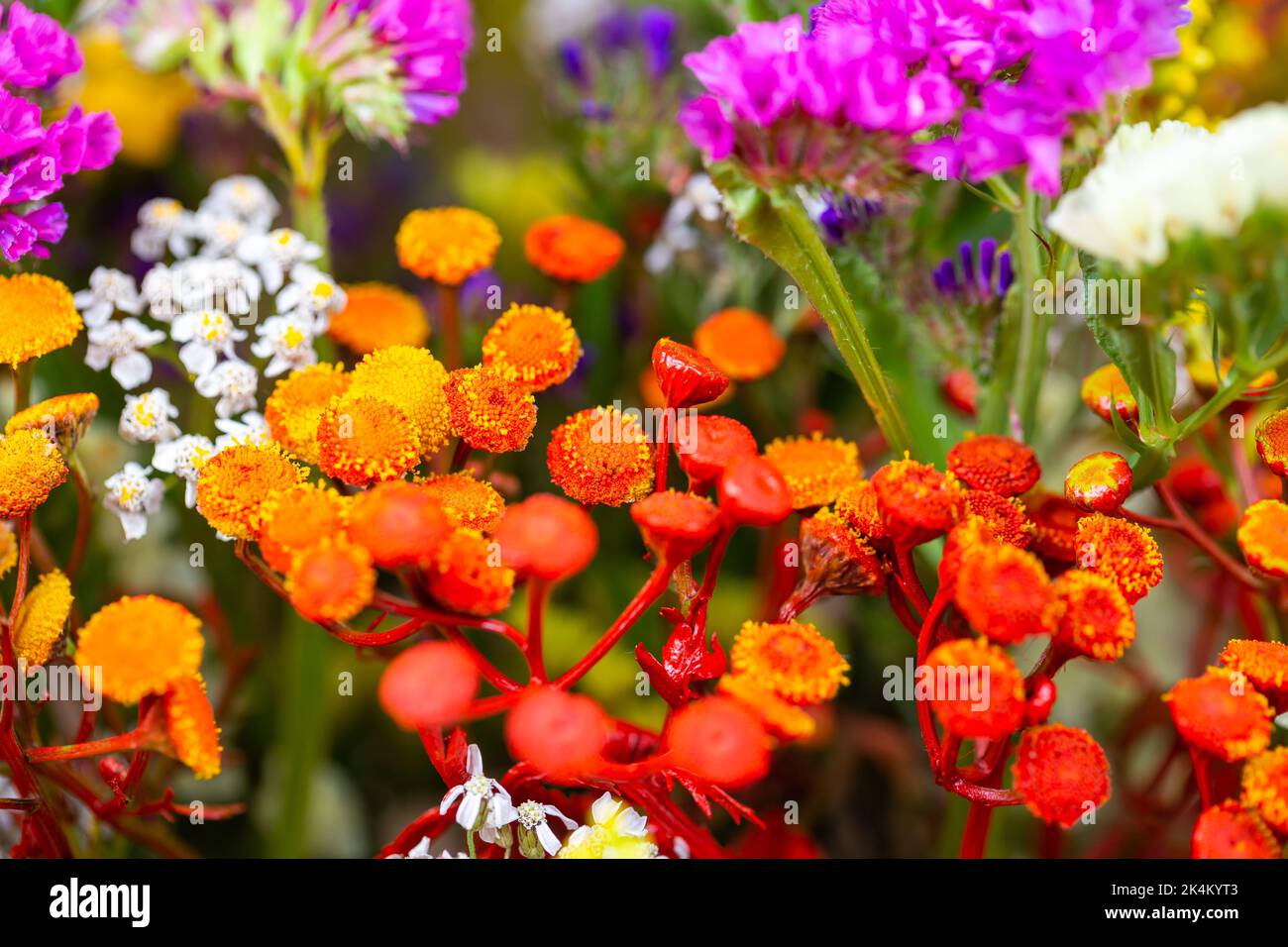 Dried flower arrangement, plenty of flower kinds and colours. Studio