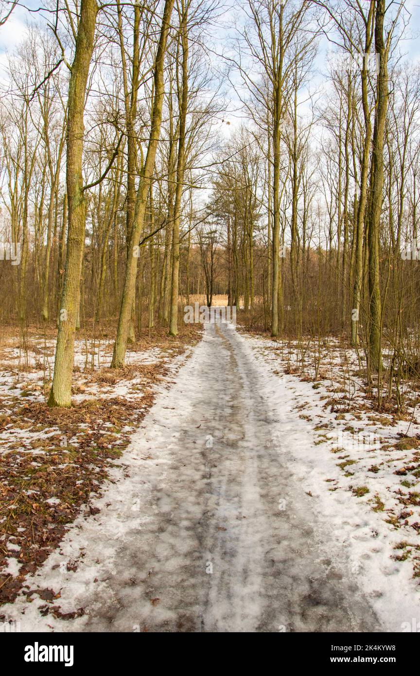 Forest road in the winter forest on a cloudy day Stock Photo - Alamy