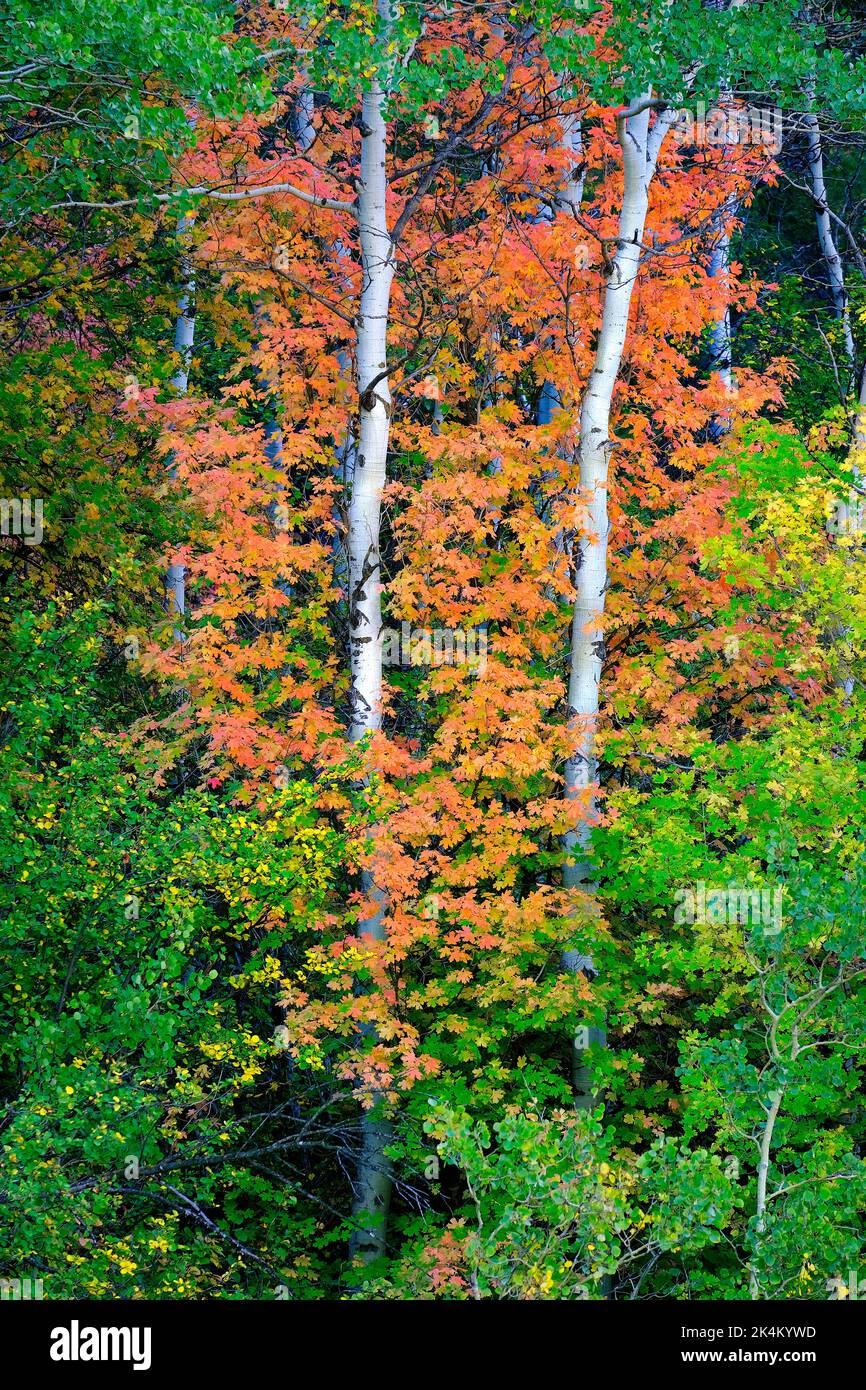 Fall autumn trees and leaves with white birch Aspen trunks colorful Stock Photo