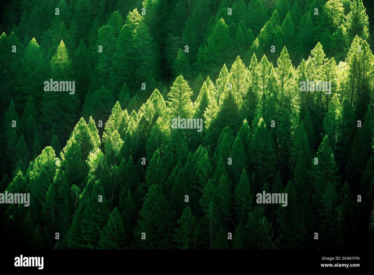 Forest of pine trees on mountainside in early morning light luch green growth Stock Photo