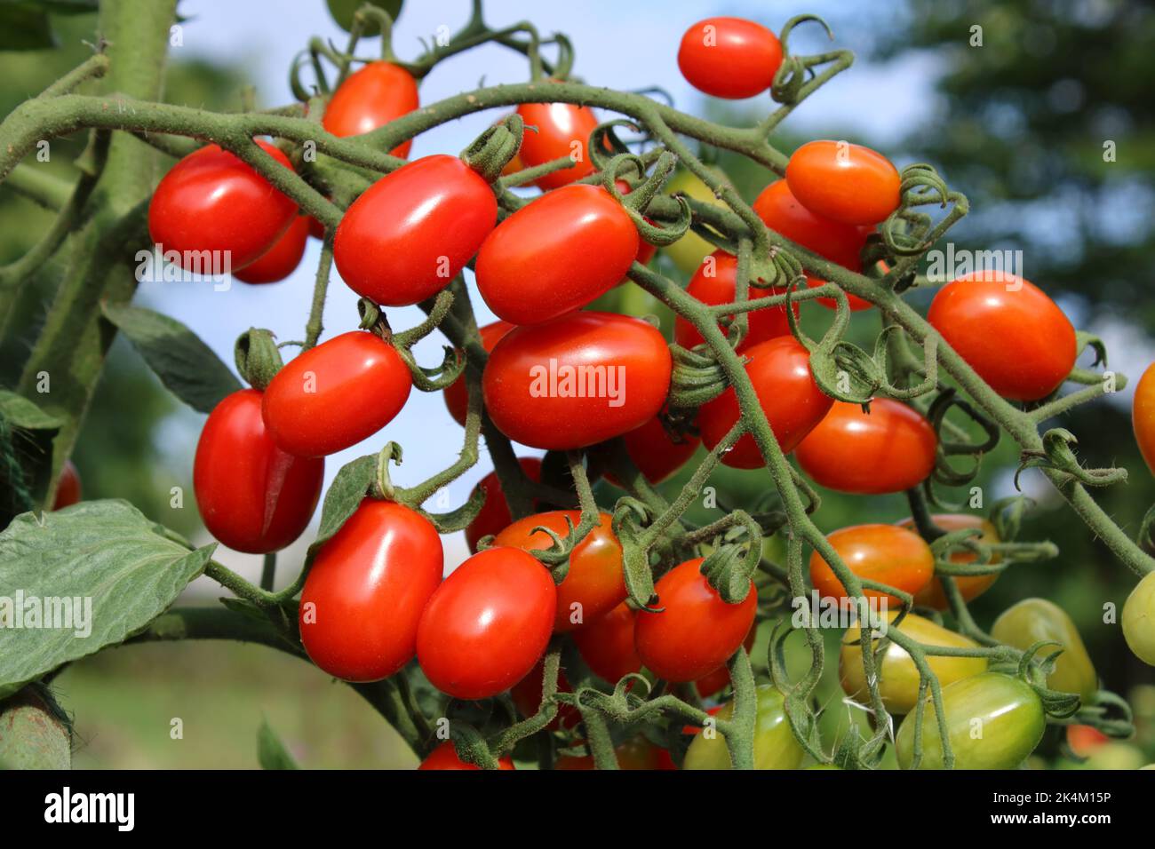 Tomato 'Mandat F1' fruits Stock Photo