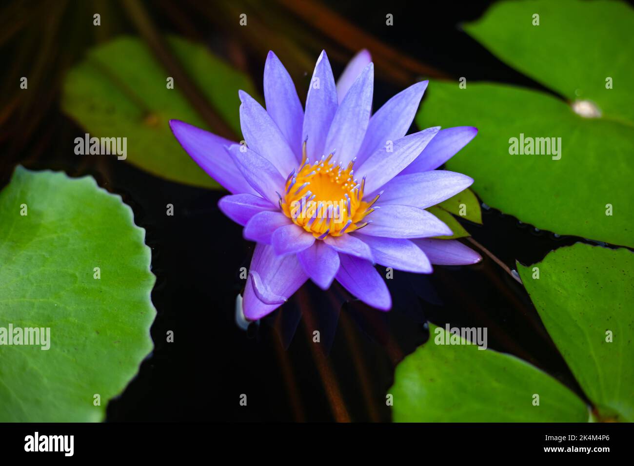 lilac water lily with green leaves in the water in a tropical garden. Stock Photo