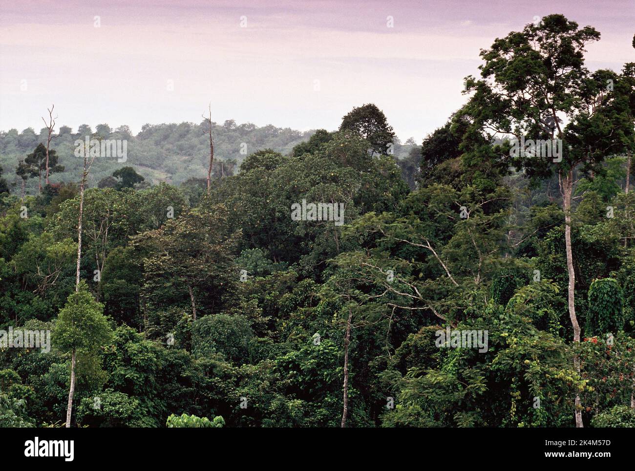 Malaysia. Sabah. Rainforest view with oil palm plantation in background. Stock Photo