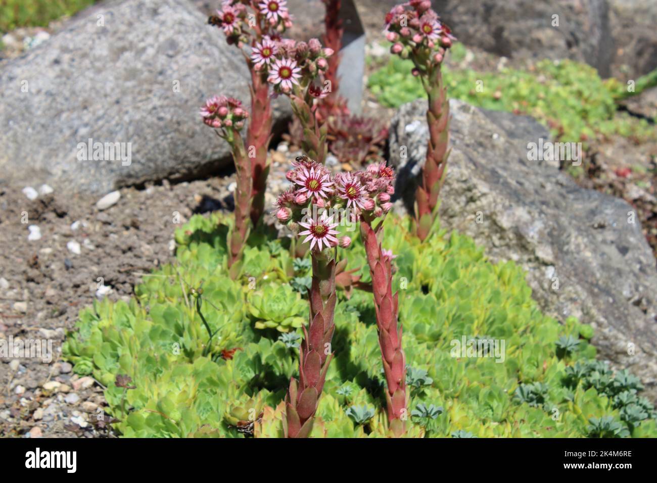 Houseleeks(Sempervivum) with flowers. Stock Photo