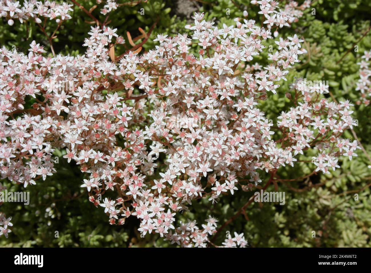 White stonecrop(Sedum album) flowers. Stock Photo