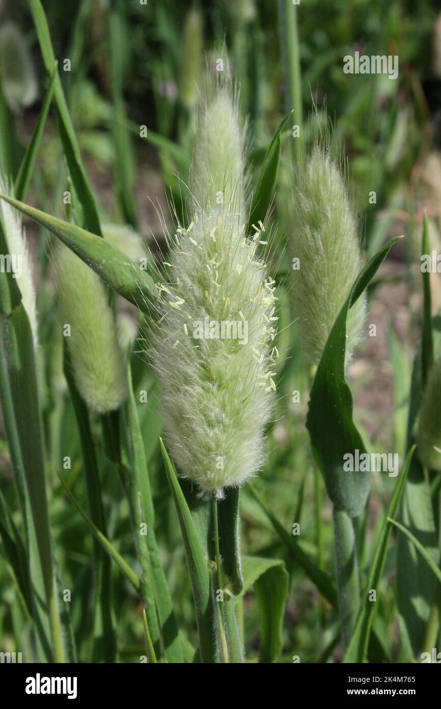 Hare's tail grass(Lagurus ovatus) flowerhead. Stock Photo