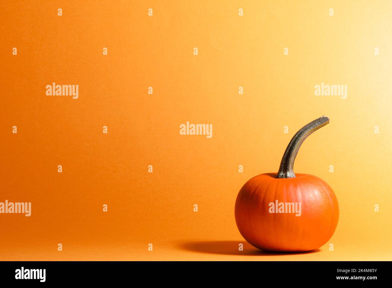 Close-up of a whole ripe pumpkin on orange background. With space to copy. Halloween Celebration Concept. Minimal design Stock Photo