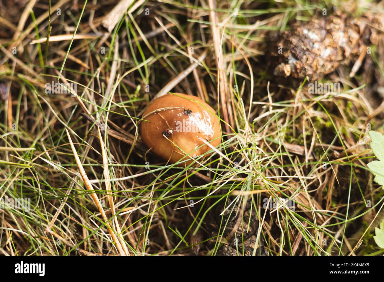 Young, fresh Greville's bolete (Suillus grevillei) growing in the grass. Stock Photo