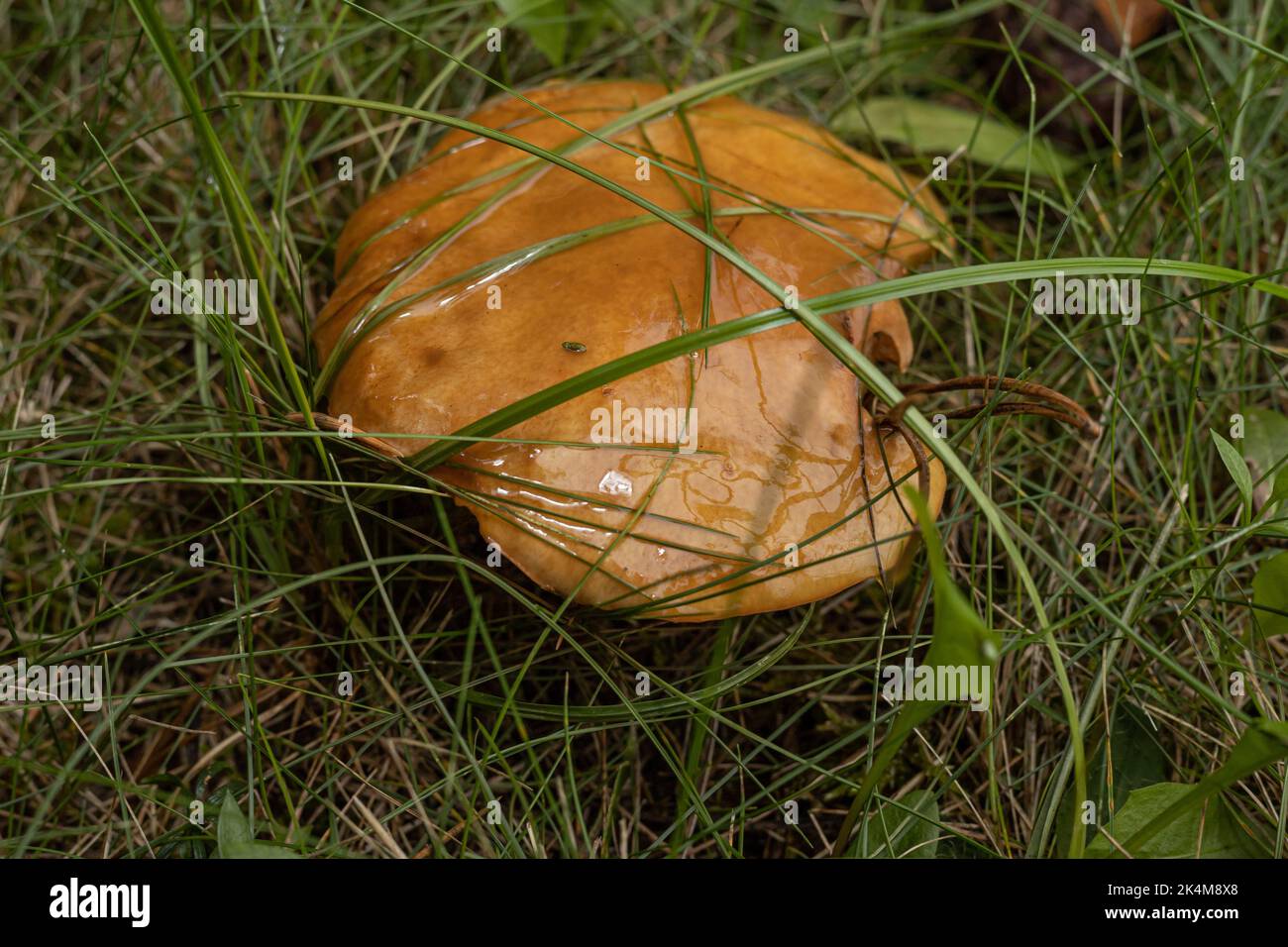 Greville's bolete or larch bolete (Suillus grevillei) growing in the grass. Stock Photo
