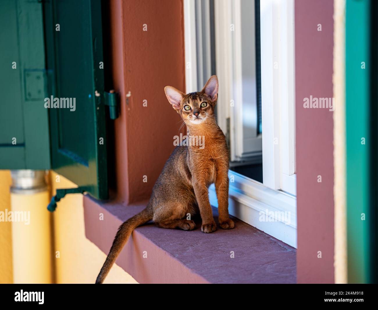 Curious Abyssinian Cat Kitten exploring outside on the window sill Stock Photo