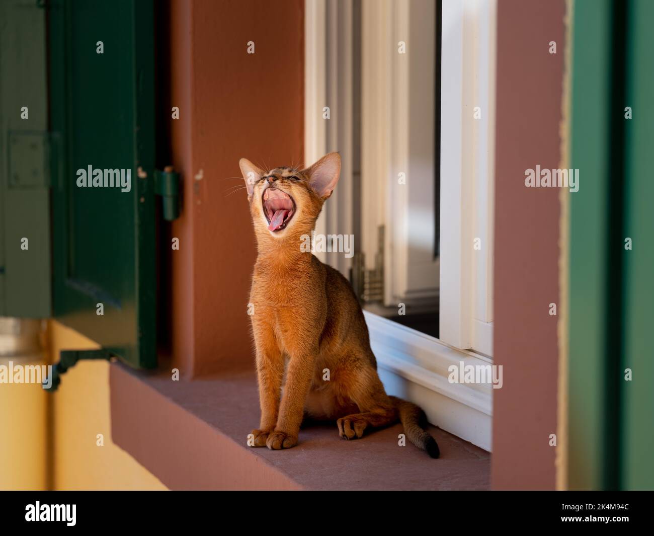 Curious Abyssinian Cat Kitten exploring outside on the window sill Stock Photo