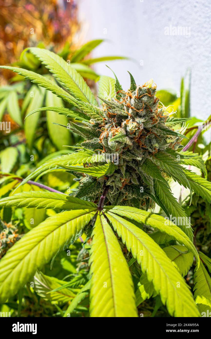 Premium Indoor Cannabis plants grown under LED grow lights Stock Photo