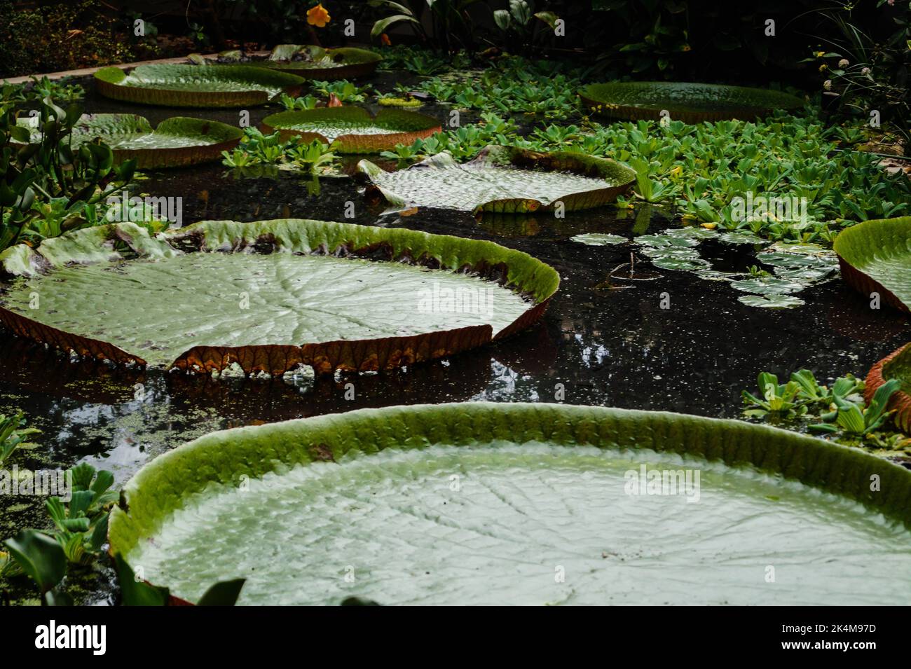 Victoria Amazonica gigantic leaves of the Giant Water Lily Stock