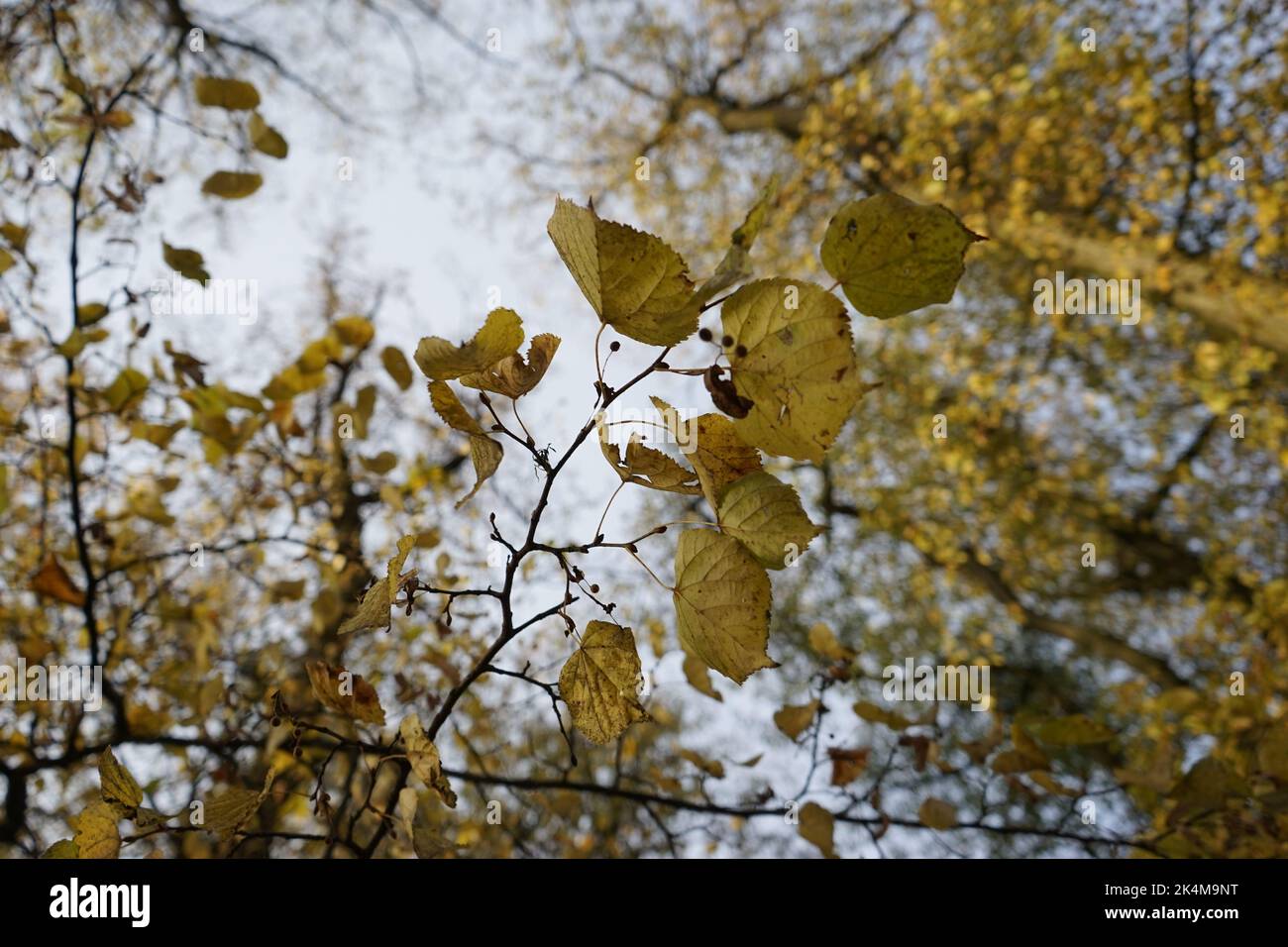 Bottom view trees branches hi-res stock photography and images - Alamy