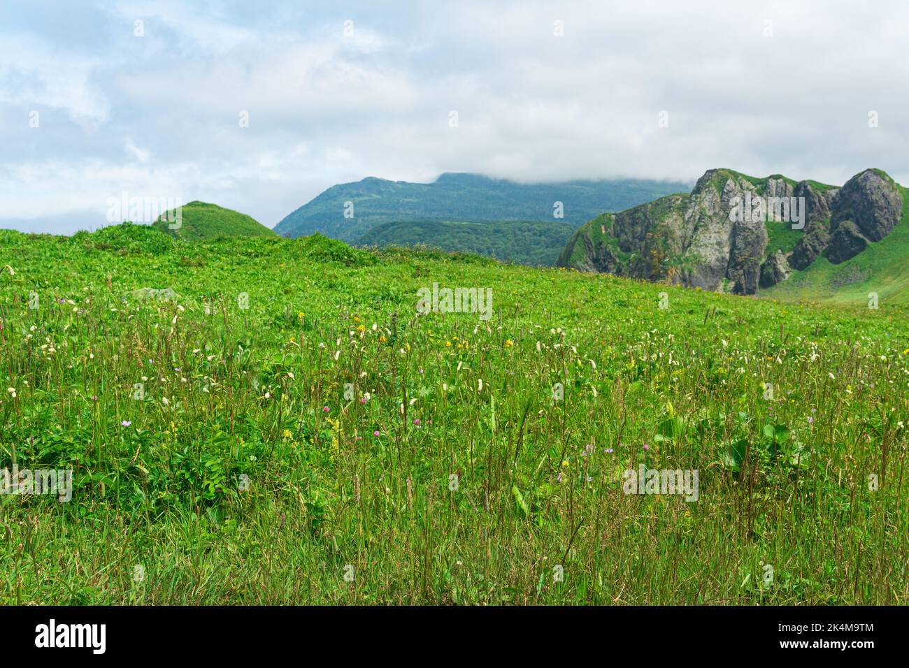 beautiful landscape of Kunashir island with grassy hills and basalt rocks, focus on near forbs Stock Photo