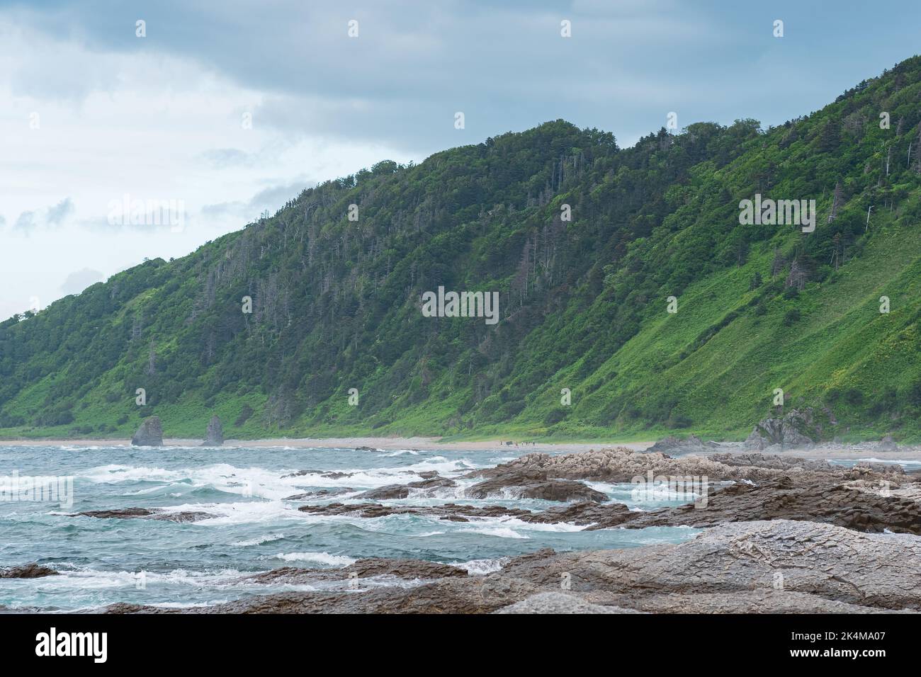 coastal landscape, rocky green coast of Kunashir island, sandy beach with algae on the littoral at low tide in the foreground Stock Photo