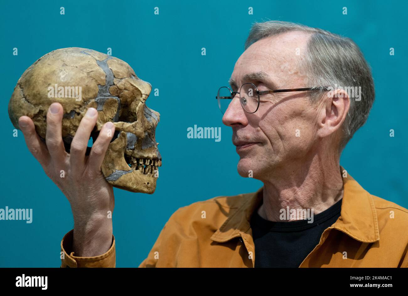 Leipzig, Germany. 03rd Oct, 2022. Swedish evolutionary researcher Svante Pääbo holds a replica of a Neanderthal skull at the Max Planck Institute for Evolutionary Anthropology in Leipzig. For his research on the evolution of humans and their extinct relatives, the Swedish evolutionary researcher Svante Pääbo, who works in Leipzig, is awarded the Nobel Prize in Medicine or Physiology. Credit: Hendrik Schmidt/dpa/Alamy Live News Stock Photo