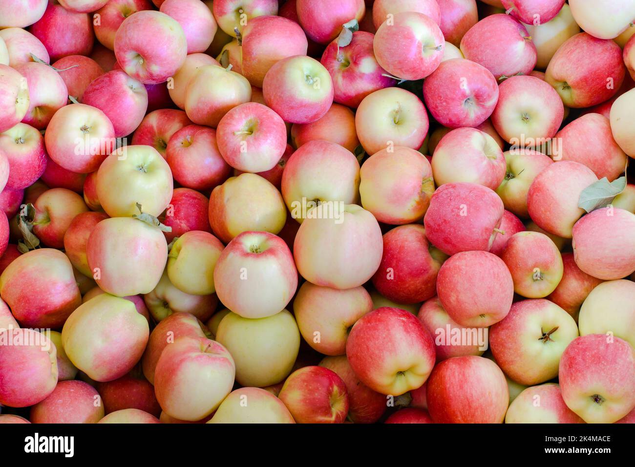 Large mass of Washington Ambrosia apples freshly picked in preparation for distribution to retailers Stock Photo
