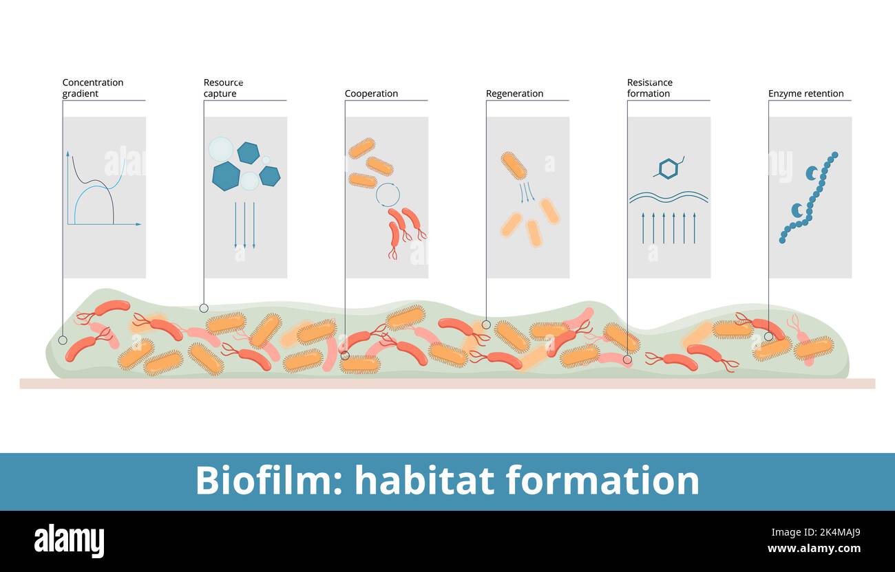 Biofilm. Habitat formation. Processes include resistance and tolerance, regeneration and cooperation of bacteria, resource capture, enzyme absorption Stock Vector