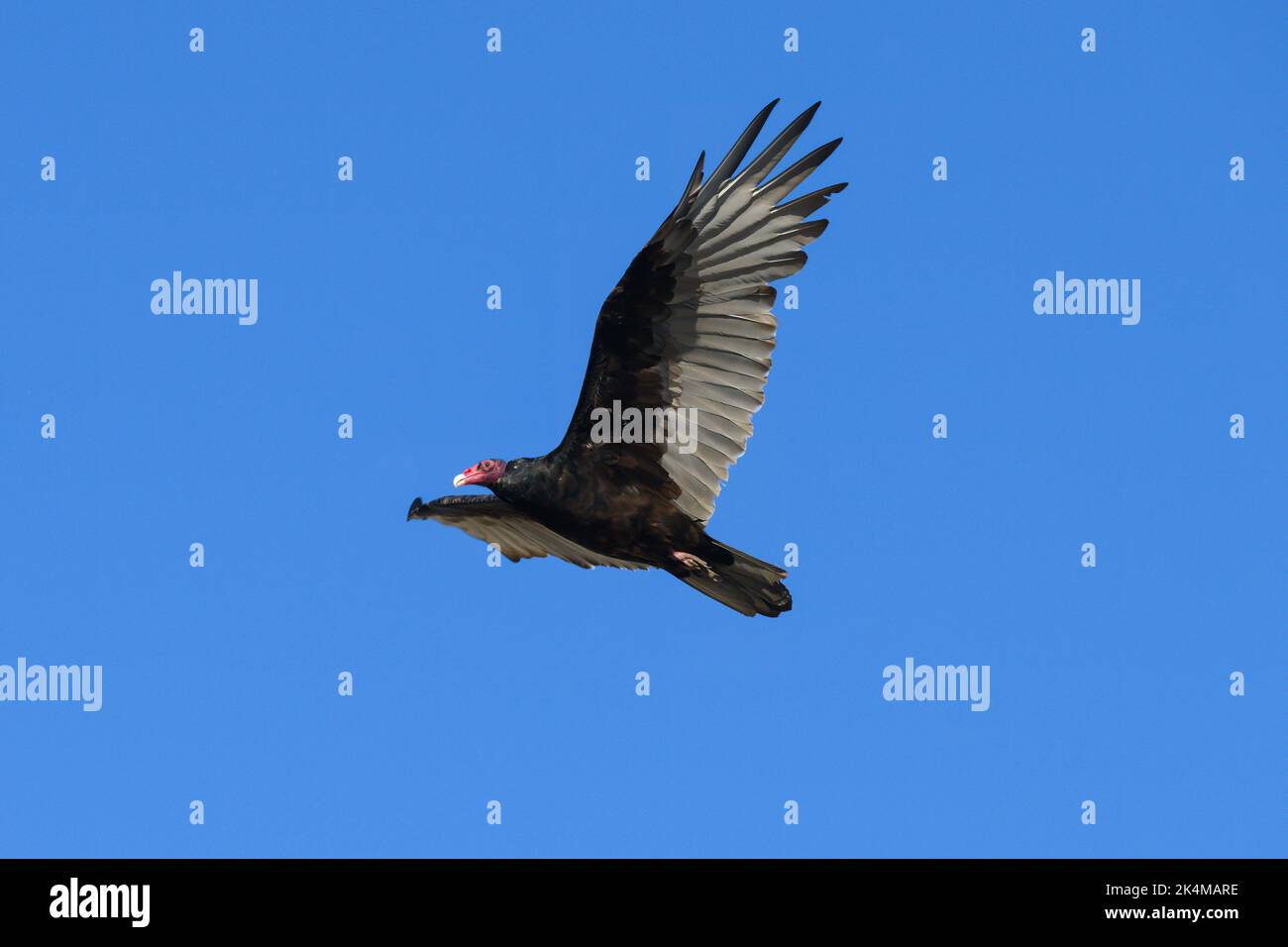Turkey vulture with red head and black feathers soaring in isolated pose against clear blue sky Stock Photo