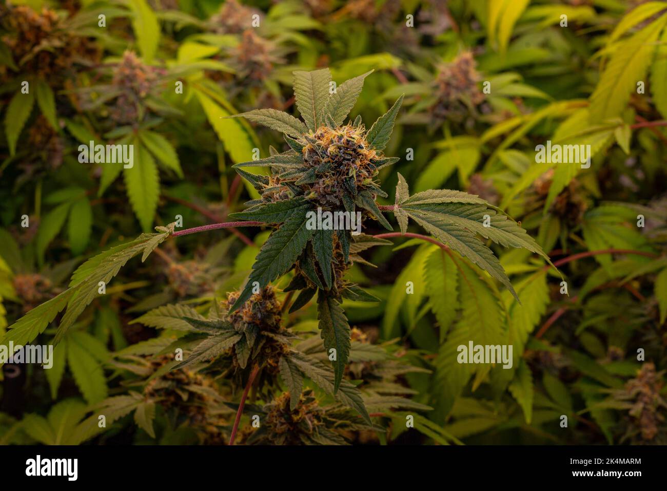 Premium Indoor Cannabis plants grown under LED grow lights Stock Photo