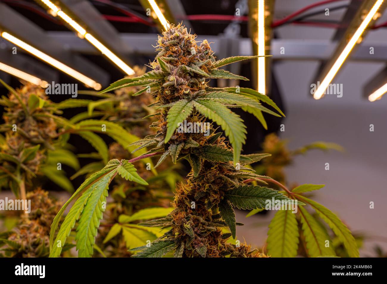 Premium Indoor Cannabis plants grown under LED grow lights Stock Photo