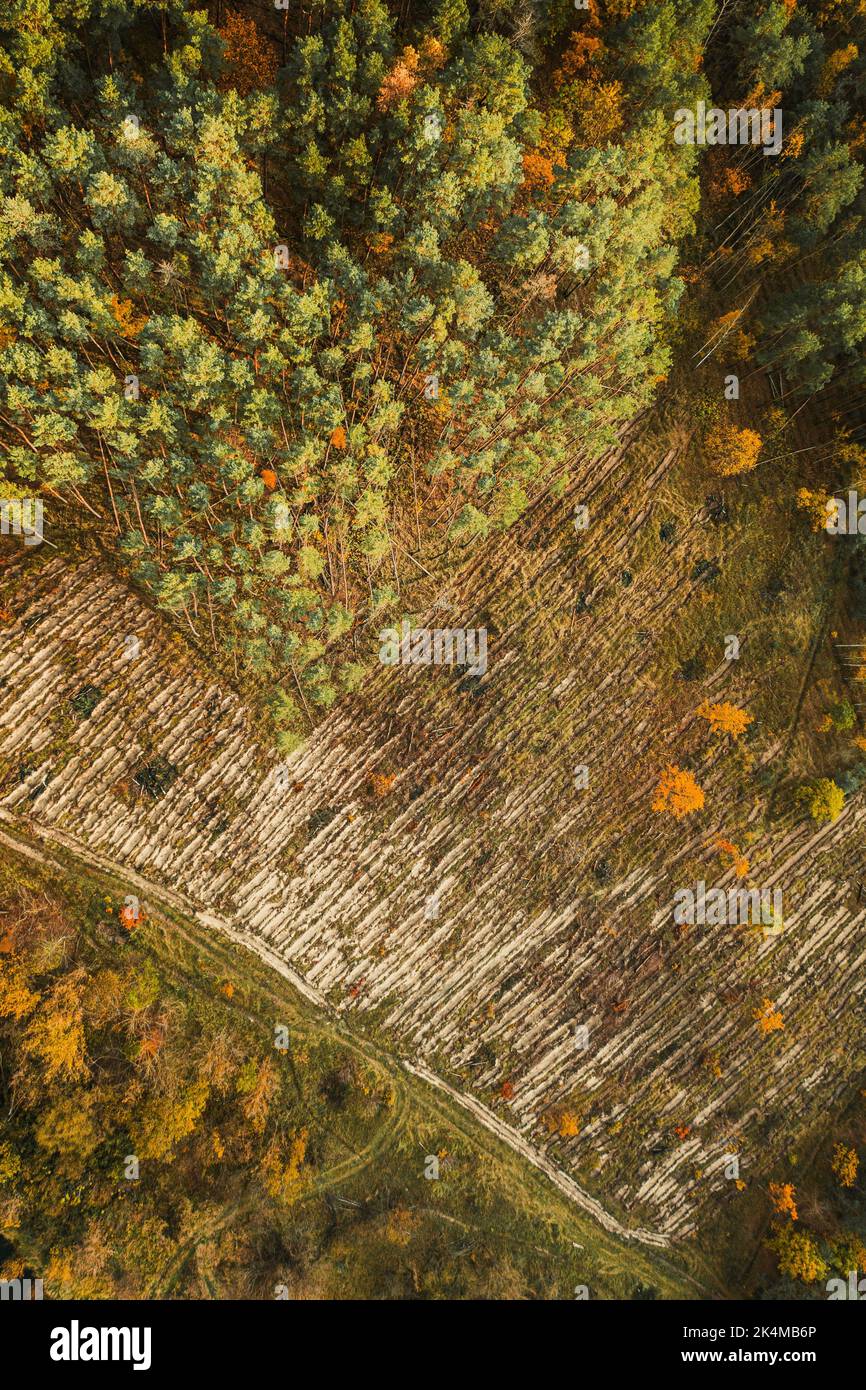 Aerial view green pine forest in deforestation area landscape. Top view of european nature from high attitude in autumn season. Drone view. Bird's Stock Photo