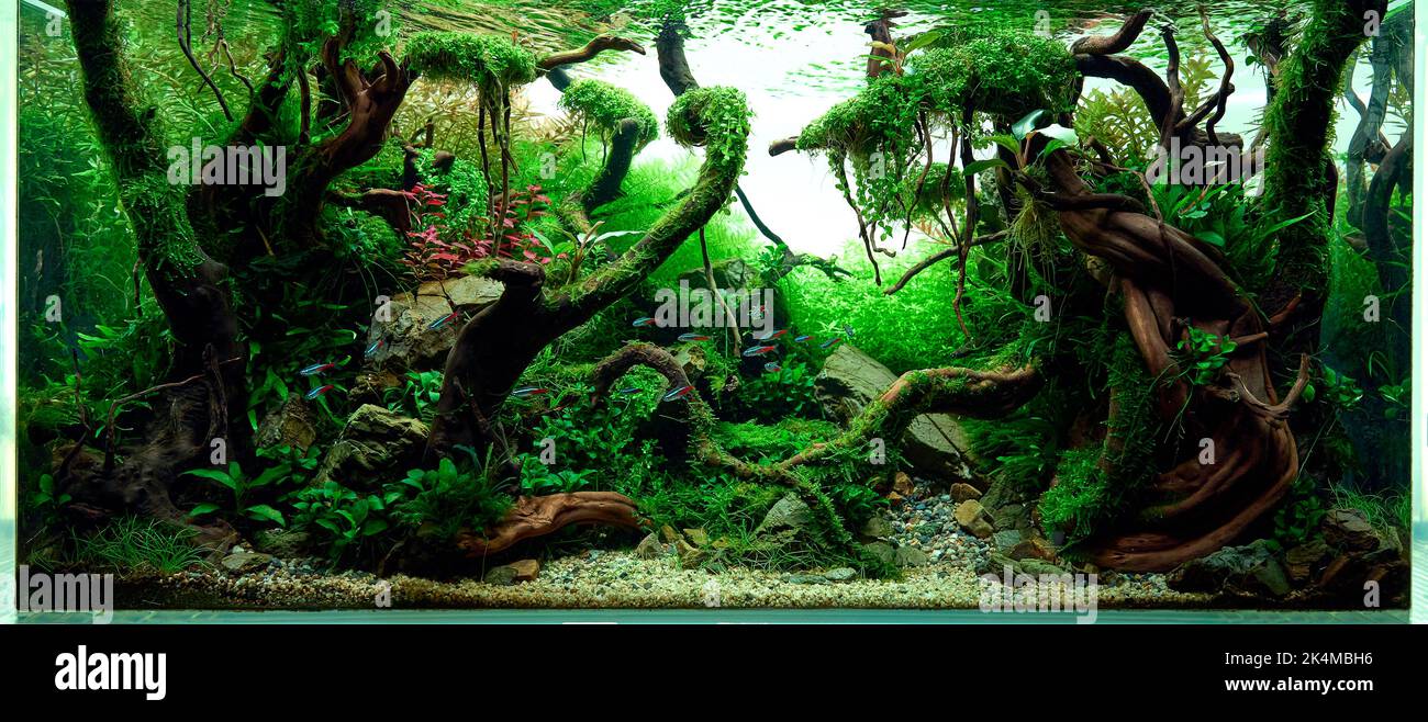 Aquascaped freshwater aquarium with neon fish, live plants, Frodo stones and Redmoor roots. Jungle style aquascape. Microsorum Trident, various rotalas, anubias, moss. Stock Photo