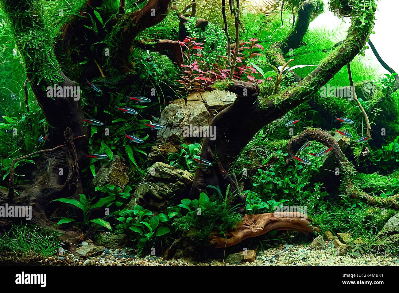 Aquascaped freshwater aquarium with neon fish school, live plants, Frodo stones and Redmoor roots. Jungle style aquascape. Microsorum Trident, various rotalas, anubias, moss. Stock Photo