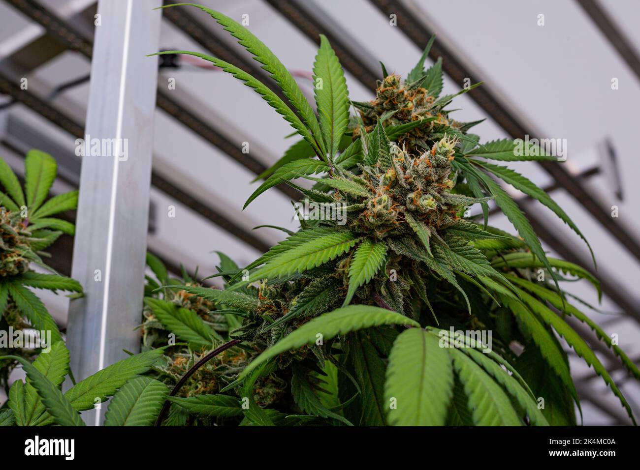 Premium Indoor Cannabis plants grown under LED grow lights Stock Photo Alamy