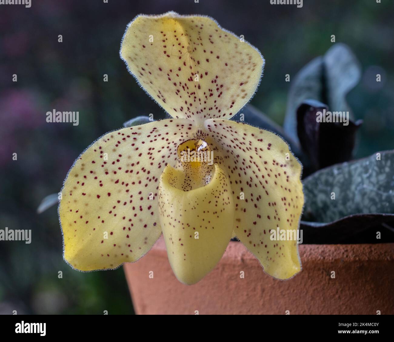 Closeup view of yellow and red flower of lady slipper orchid species paphiopedilum wenshanense aka conco-bellatulum isolated on natural background Stock Photo