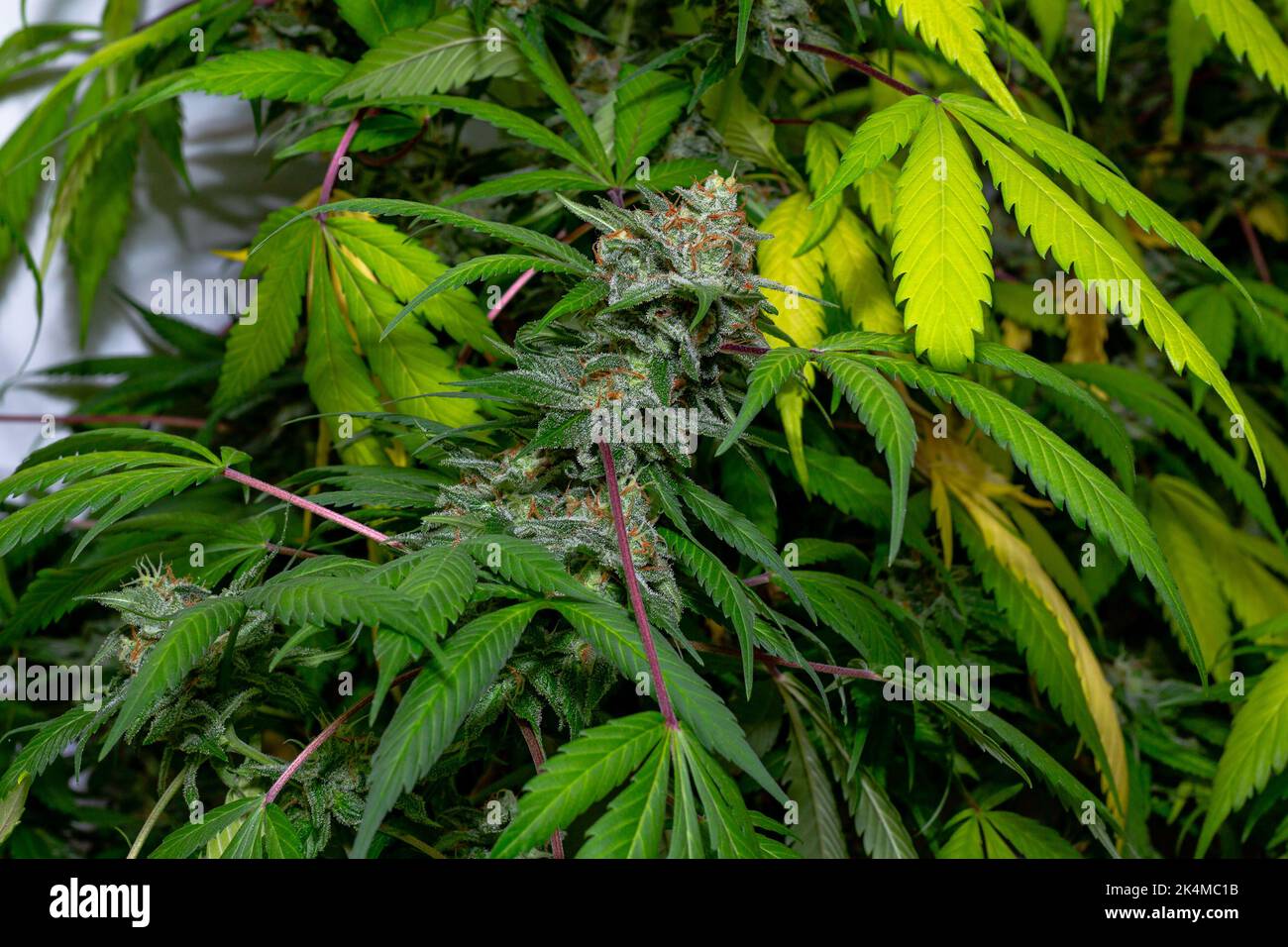 Premium Indoor Cannabis plants grown under LED grow lights Stock Photo