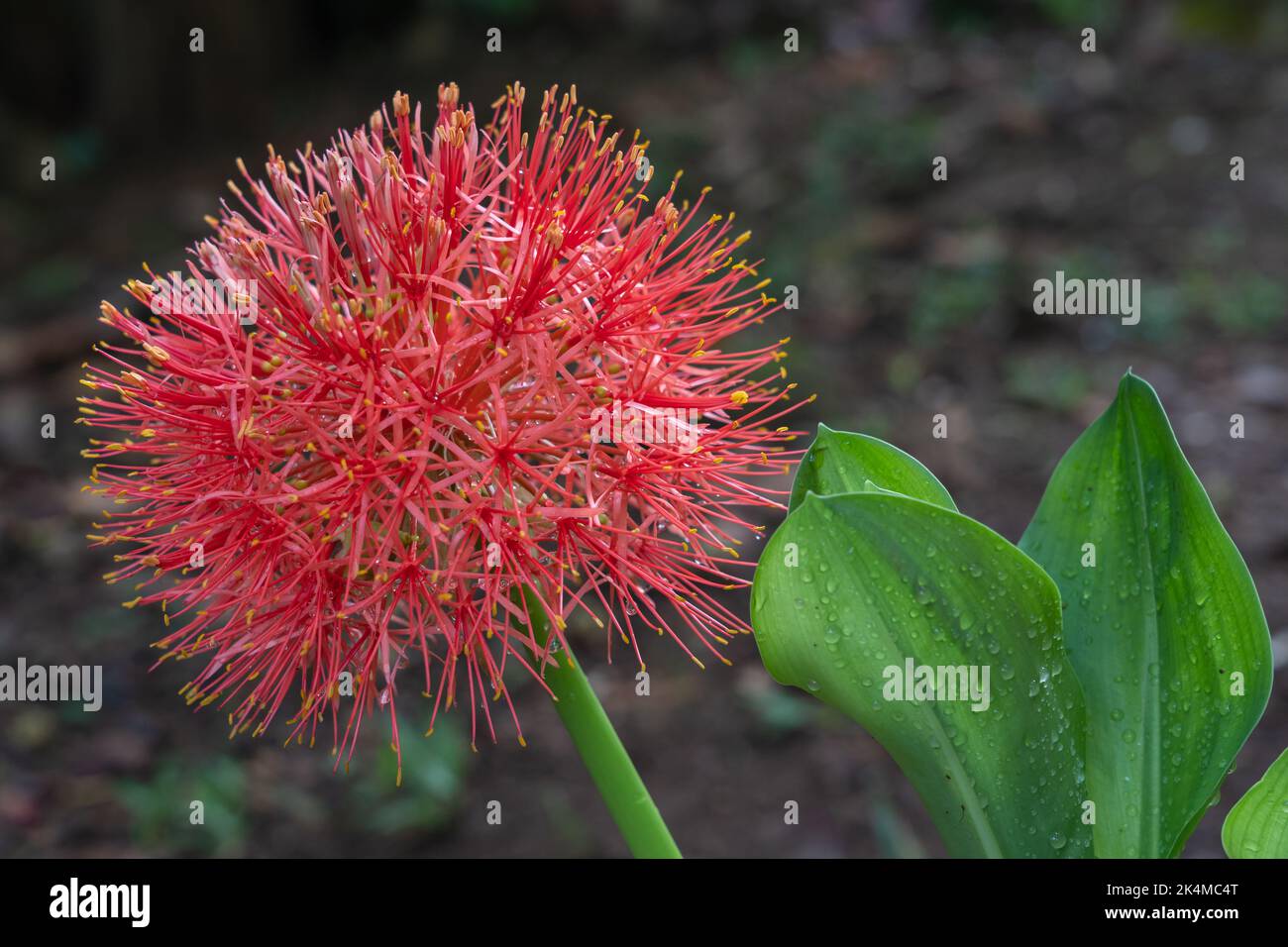 Closeup view of bright orange red flower of the blood lily aka scadoxus multiflorus in outdoor tropical garden isolated on natural background Stock Photo