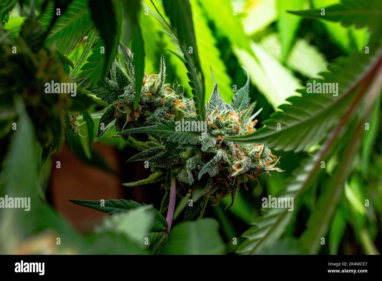 Premium Indoor Cannabis plants grown under LED grow lights Stock Photo