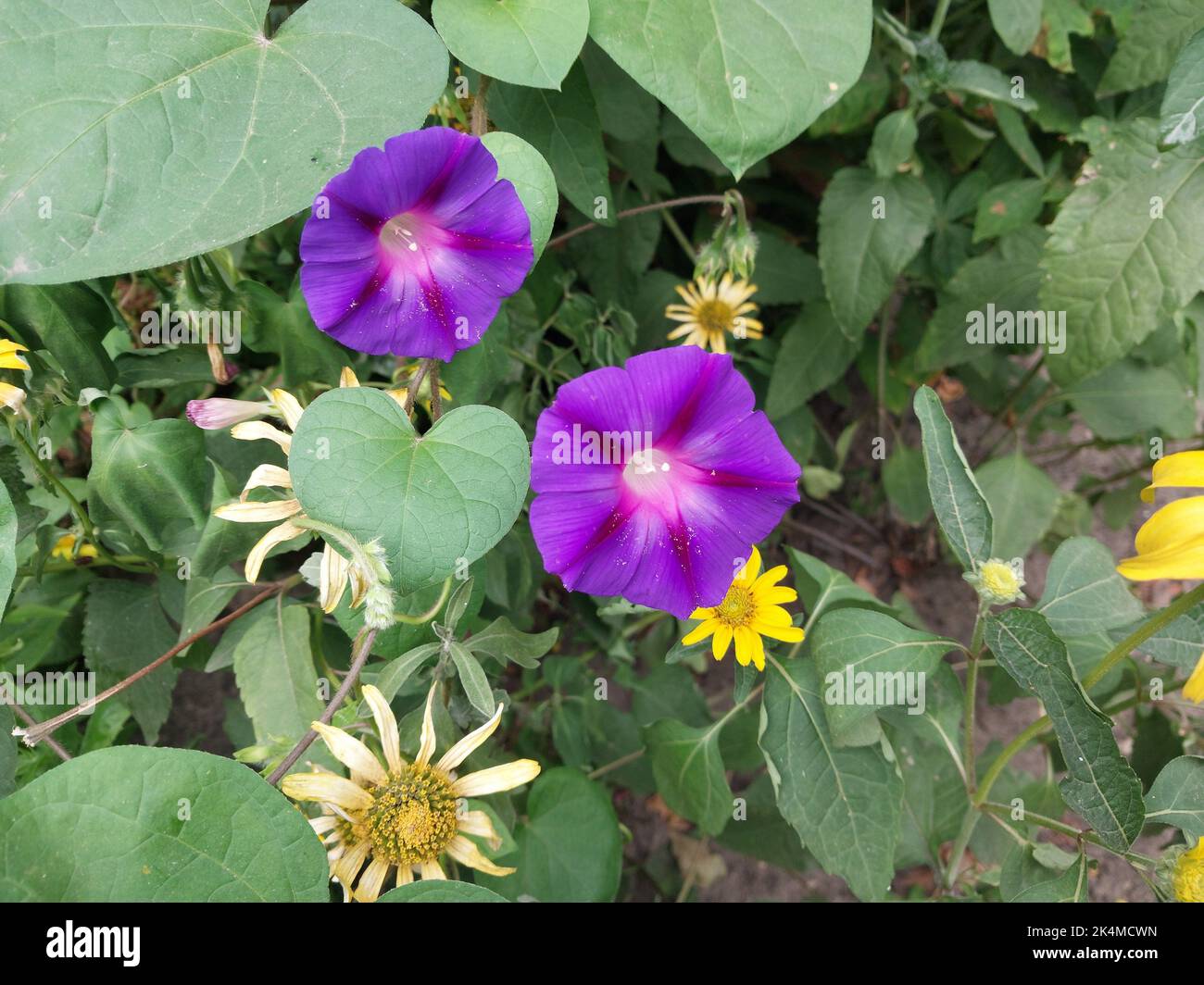 Flowers and plants grow in the front garden near the house in a the city Stock Photo Alamy