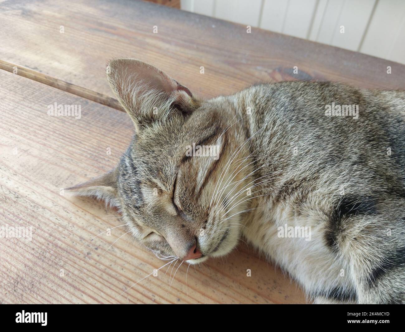The cat lies peacefully on a hot the summer day Stock Photo Alamy