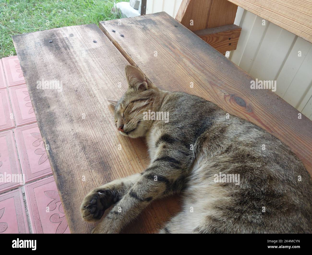 The cat lies peacefully on a hot the summer day Stock Photo Alamy