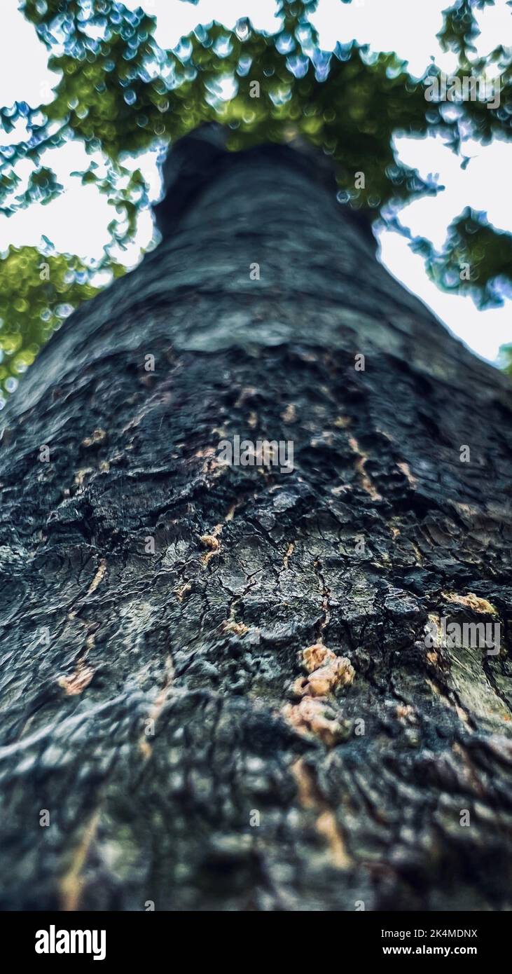 Tree Rising Up Tree rising to sky hi-res stock photography and images - Alamy