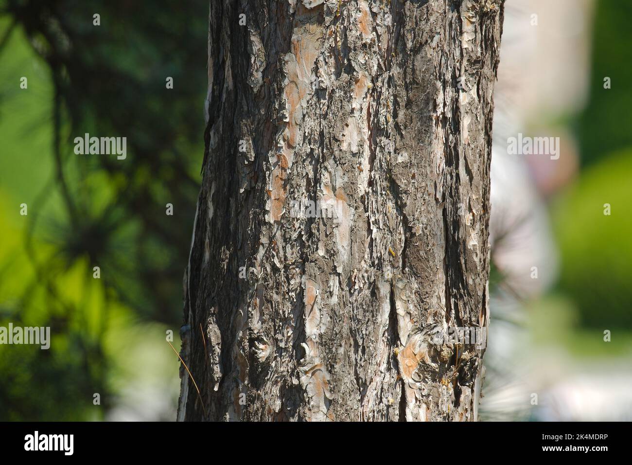 Tree trunk in a forest Stock Photo
