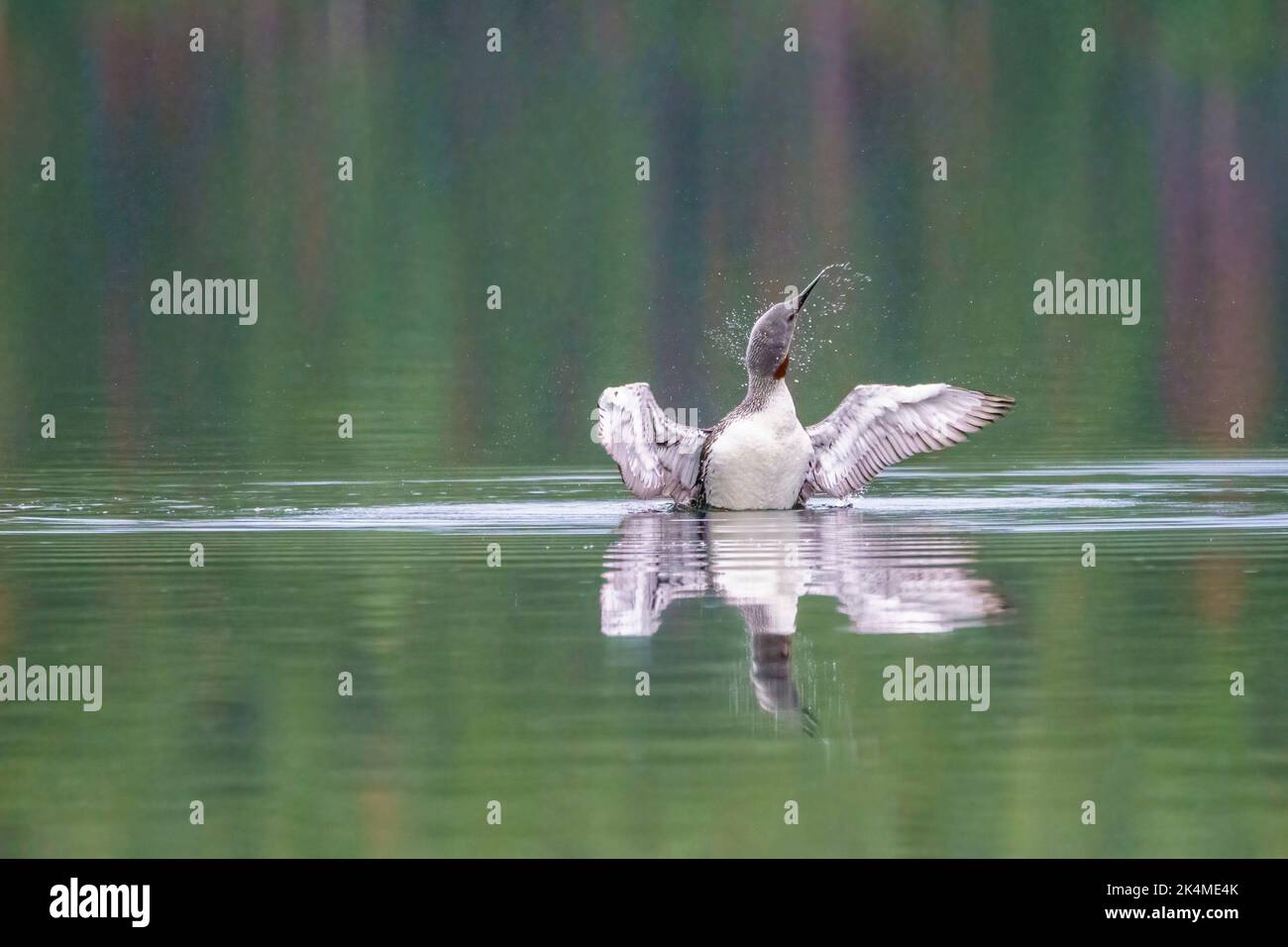 Red-throated loon, Gavia stellata swimming in lake flapping his wings, Jokkmokk county, Swedish Lapland, Sweden. Stock Photo