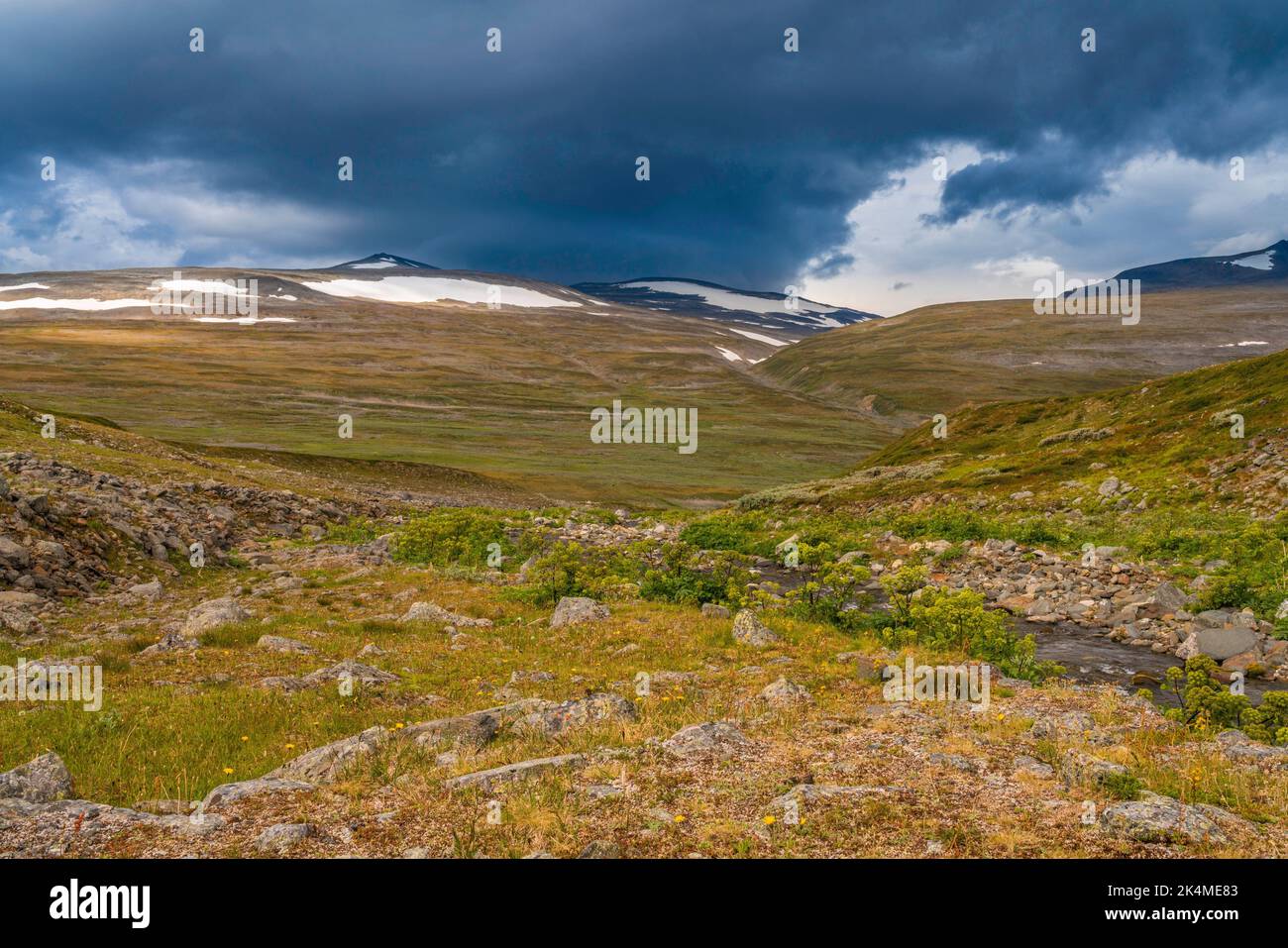 Creek along kings trail with rocks, garden angelica growing along the sides, mountain with snow in background, Swedish Lapland, Sweden. Stock Photo