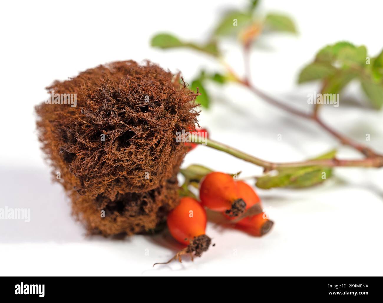 Apple rose hi-res stock photography and images - Alamy