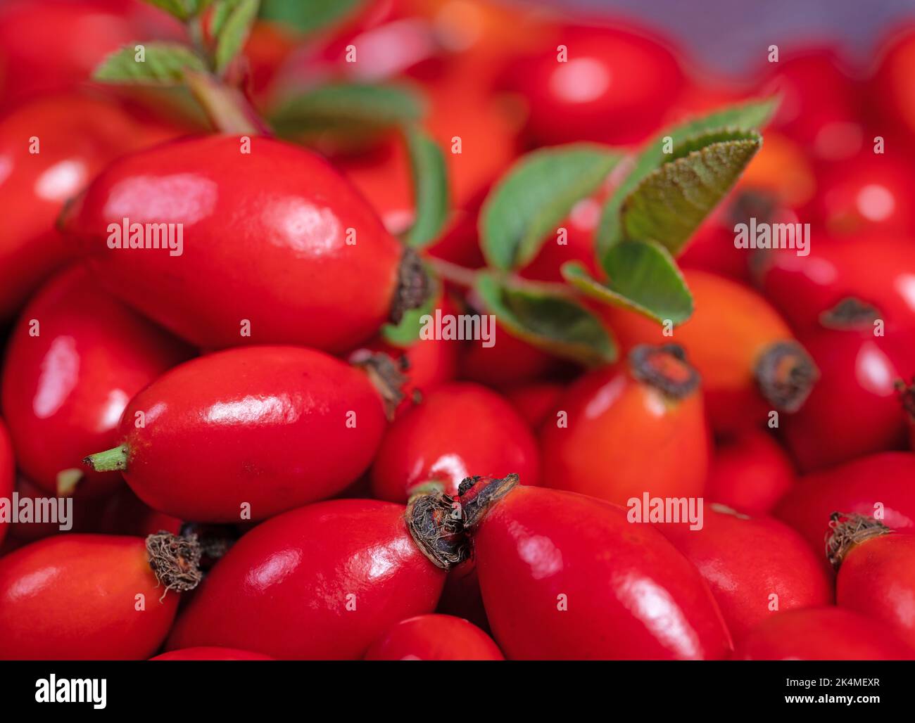 Ripe rose hips in a close-up Stock Photo