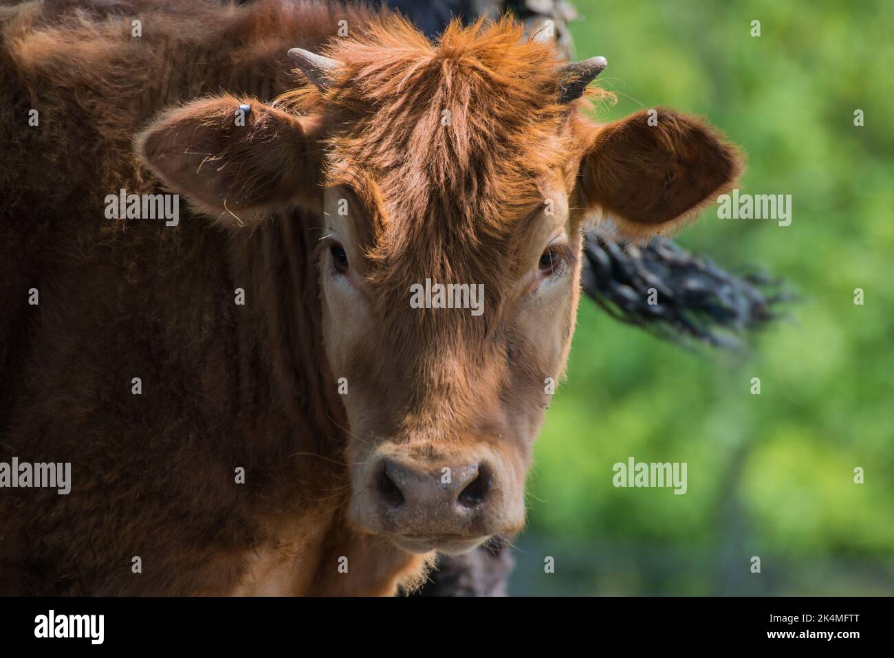 Brown cow with small horns looking into the camera Stock Photo - Alamy